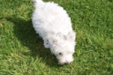 West Highland White Terrier (teef) 30635