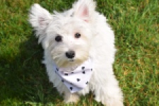 West Highland White Terrier (teef) 30635