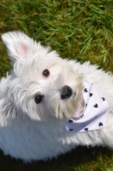 West Highland White Terrier (teef) 30635