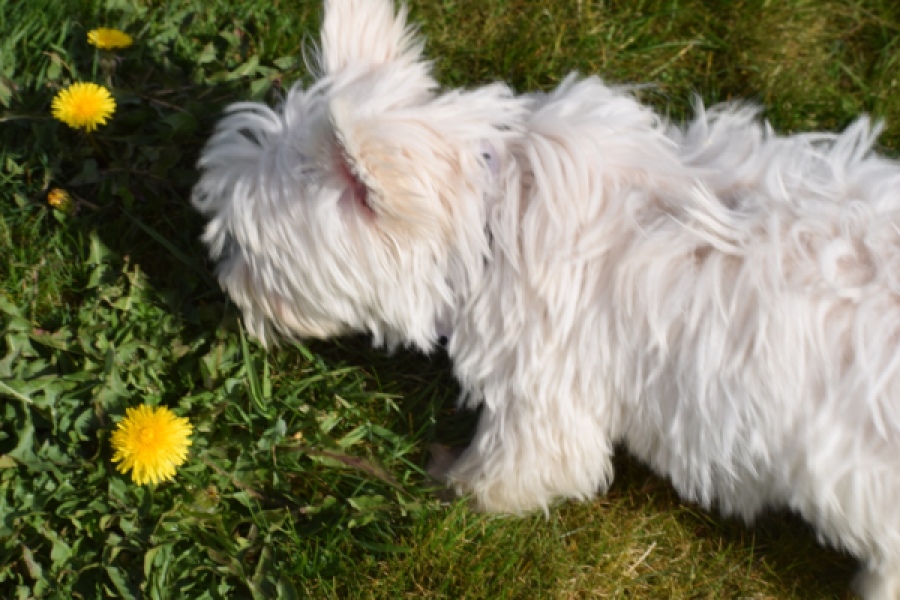 West Highland White Terrier (teef) 30635