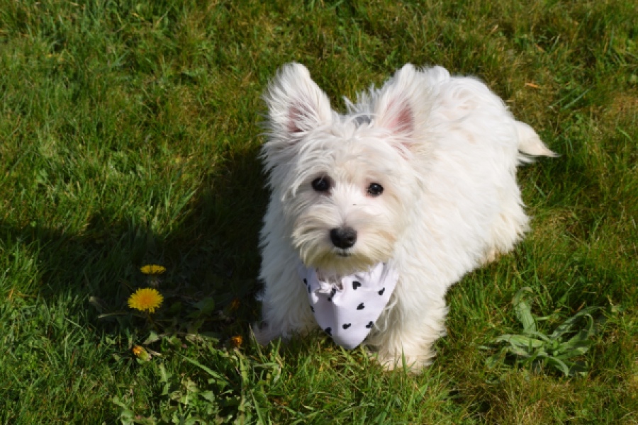West Highland White Terrier (teef) 30635