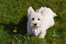 West Highland White Terrier (teef) 30635