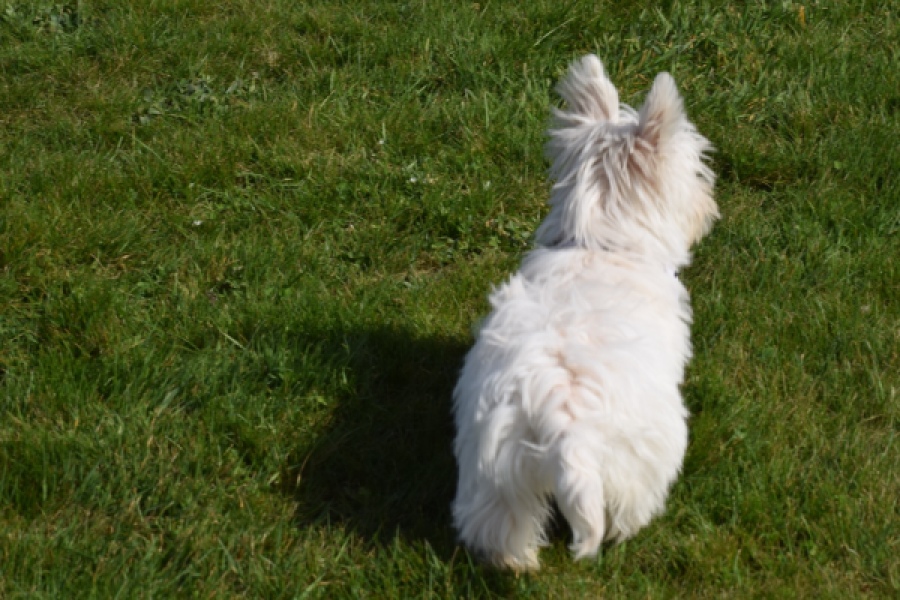 West Highland White Terrier (teef) 30635