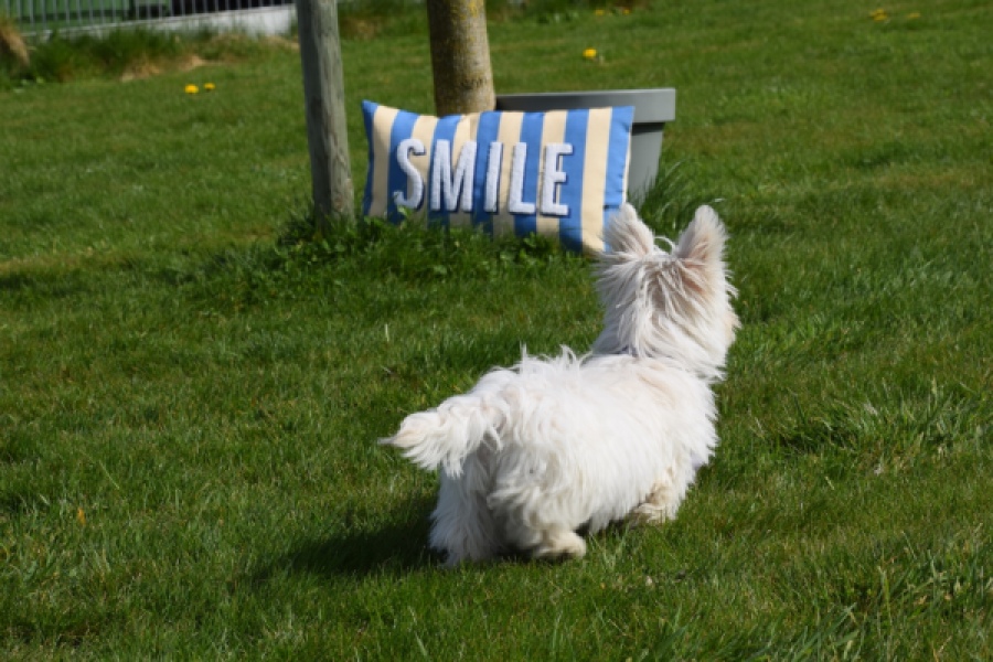 West Highland White Terrier (teef) 30635