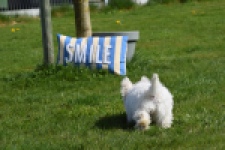 West Highland White Terrier (teef) 30635