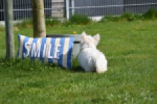 West Highland White Terrier (teef) 30635