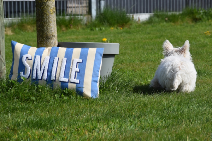 West Highland White Terrier (teef) 30635