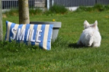 West Highland White Terrier (teef) 30635