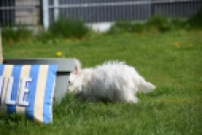 West Highland White Terrier (teef) 30635