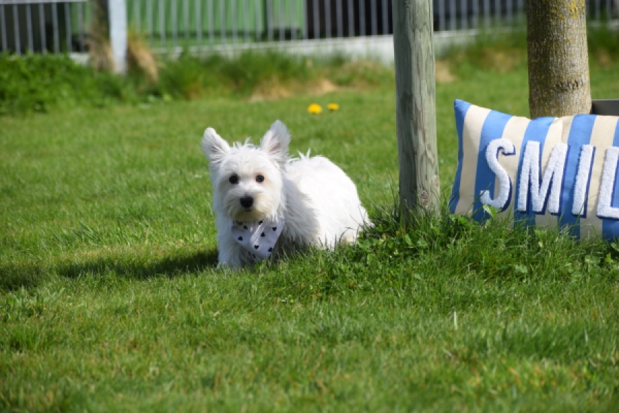 West Highland White Terrier (teef) 30635
