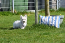 West Highland White Terrier (teef) 30635