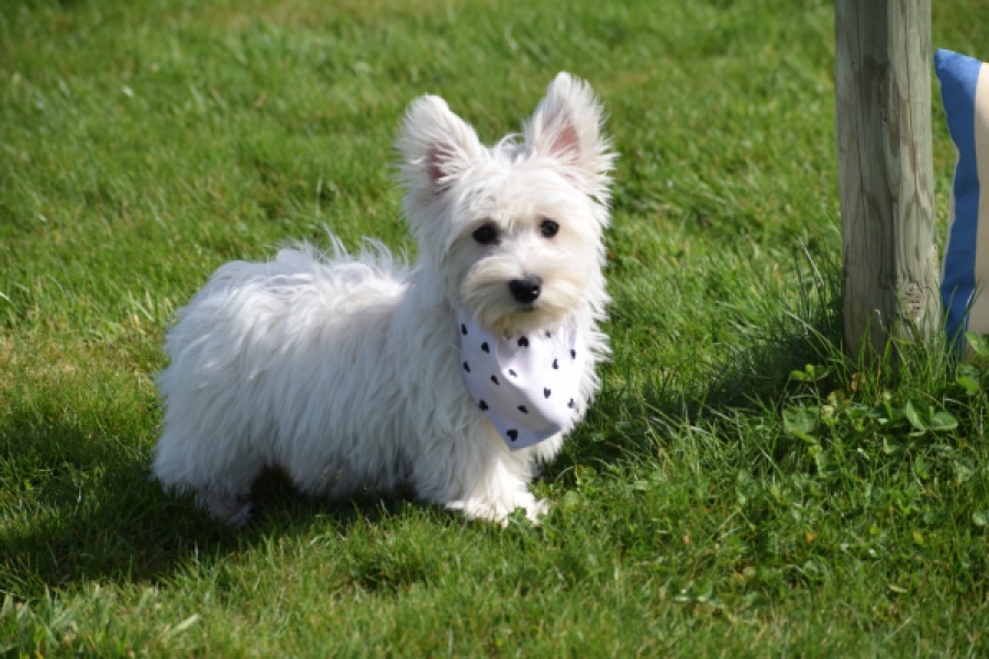 West Highland White Terrier (teef) 30635