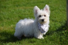 West Highland White Terrier (teef) 30635