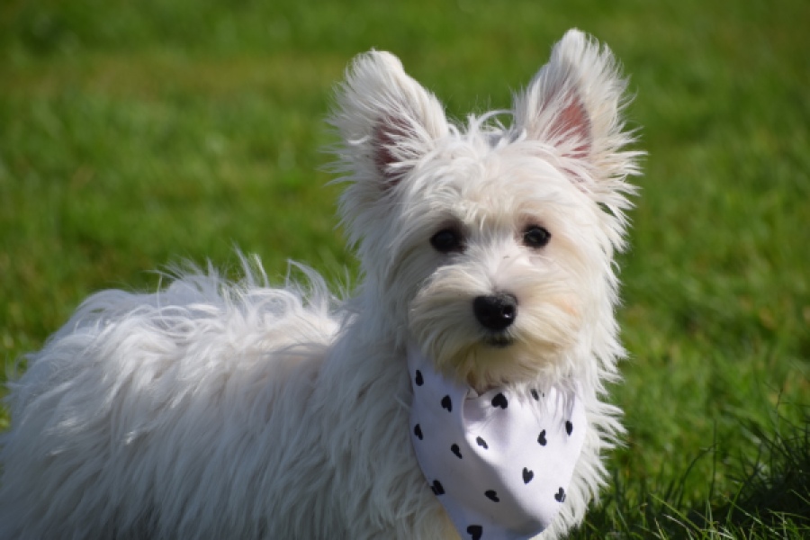 West Highland White Terrier (teef) 30635