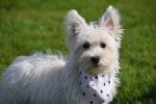West Highland White Terrier (teef) 30635