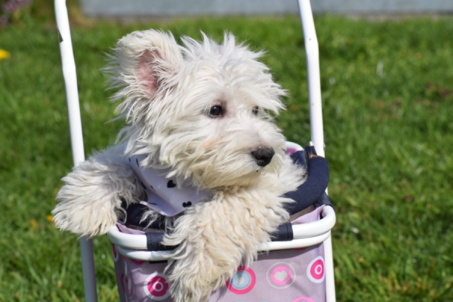 West Highland White Terrier (reu) 30638