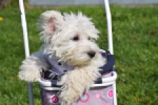 West Highland White Terrier (reu) 30638