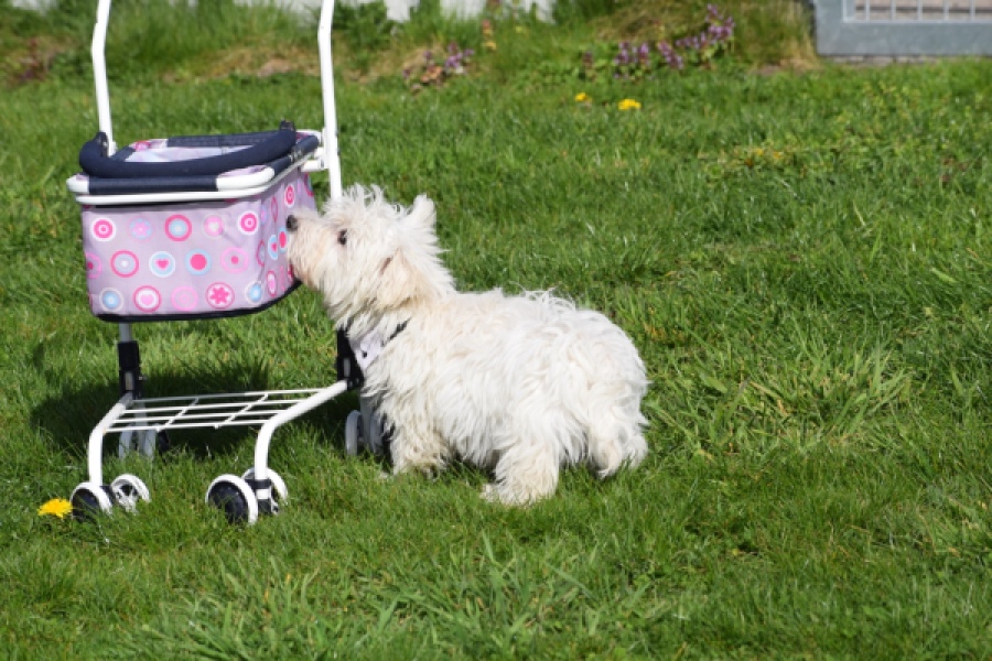West Highland White Terrier (reu) 30638