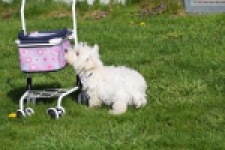 West Highland White Terrier (reu) 30638