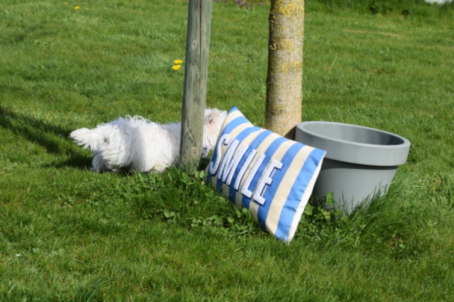 West Highland White Terrier (reu) 30638