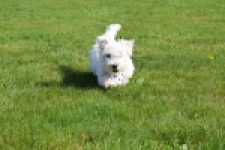West Highland White Terrier (reu) 30638