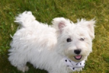 West Highland White Terrier (reu) 30638