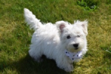 West Highland White Terrier (reu) 30638