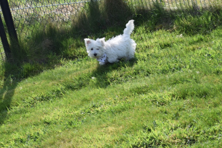 West Highland White Terrier (reu) 30638