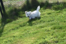 West Highland White Terrier (reu) 30638
