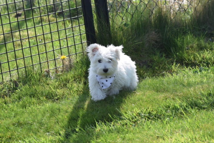 West Highland White Terrier (reu) 30638