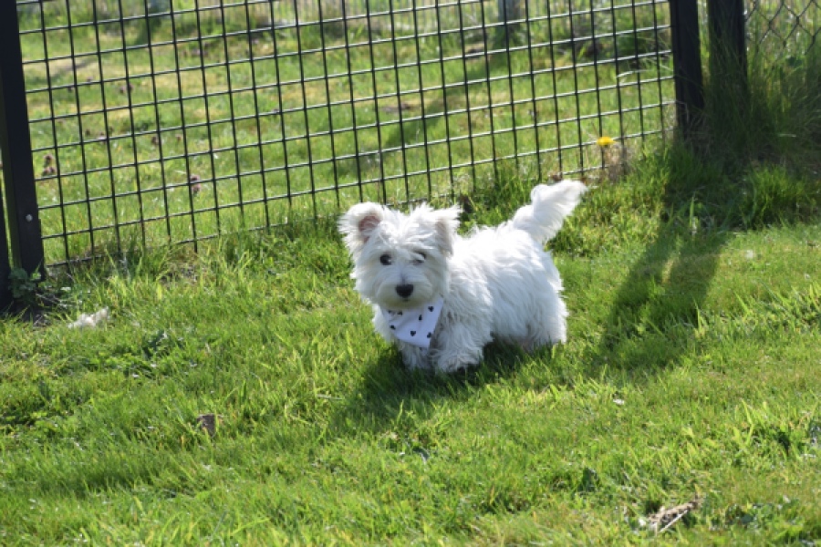 West Highland White Terrier (reu) 30638
