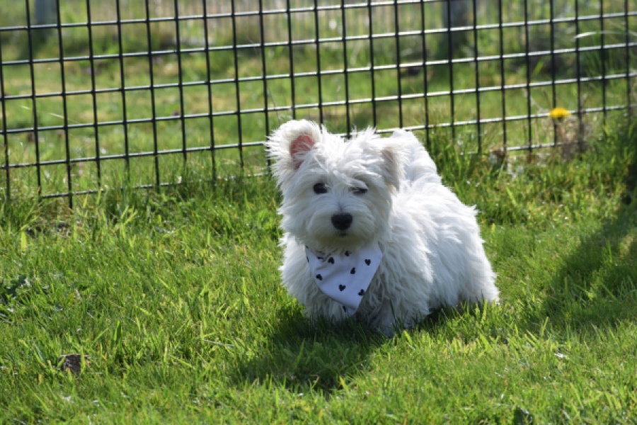 West Highland White Terrier (reu) 30638