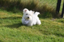 West Highland White Terrier (reu) 30638