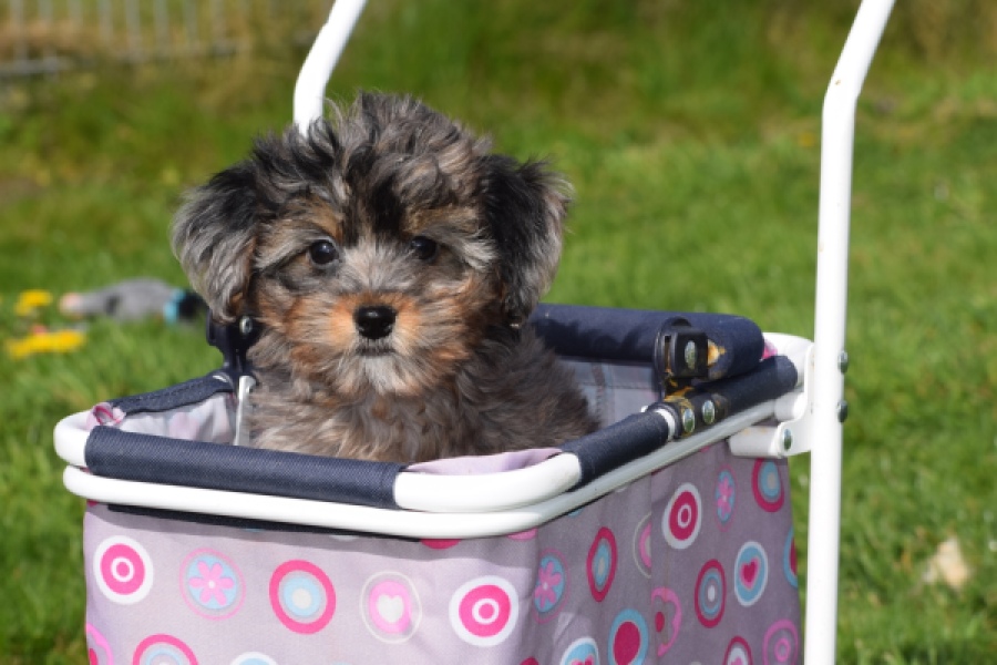 Maltipoo (teef) 68582