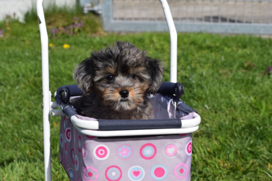 Maltipoo (teef) 68582