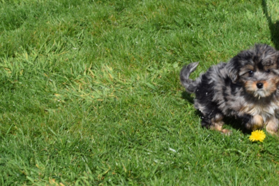 Maltipoo (teef) 68582