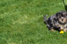 Maltipoo (teef) 68582