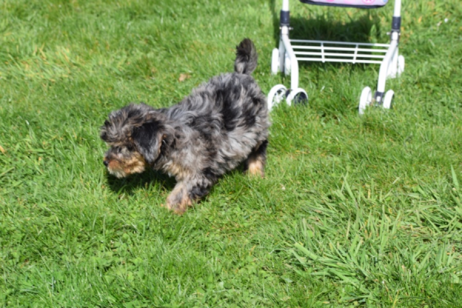 Maltipoo (teef) 68582