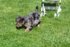 Maltipoo (teef) 68582