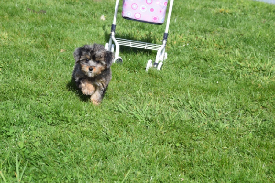 Maltipoo (teef) 68582