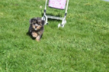 Maltipoo (teef) 68582