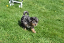 Maltipoo (teef) 68582