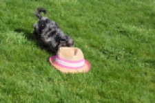 Maltipoo (teef) 68582