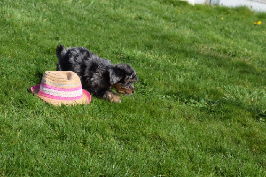 Maltipoo (teef) 68582