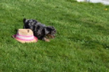 Maltipoo (teef) 68582