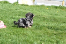 Maltipoo (teef) 68582