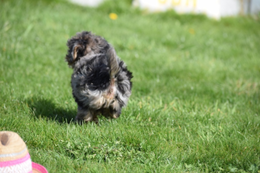 Maltipoo (teef) 68582