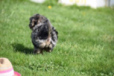 Maltipoo (teef) 68582