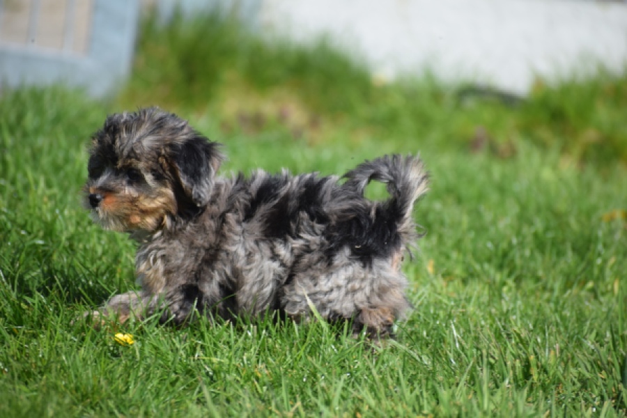 Maltipoo (teef) 68582