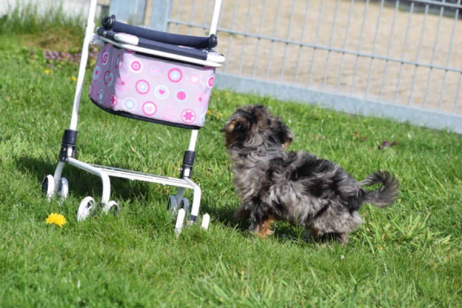 Maltipoo (teef) 68582